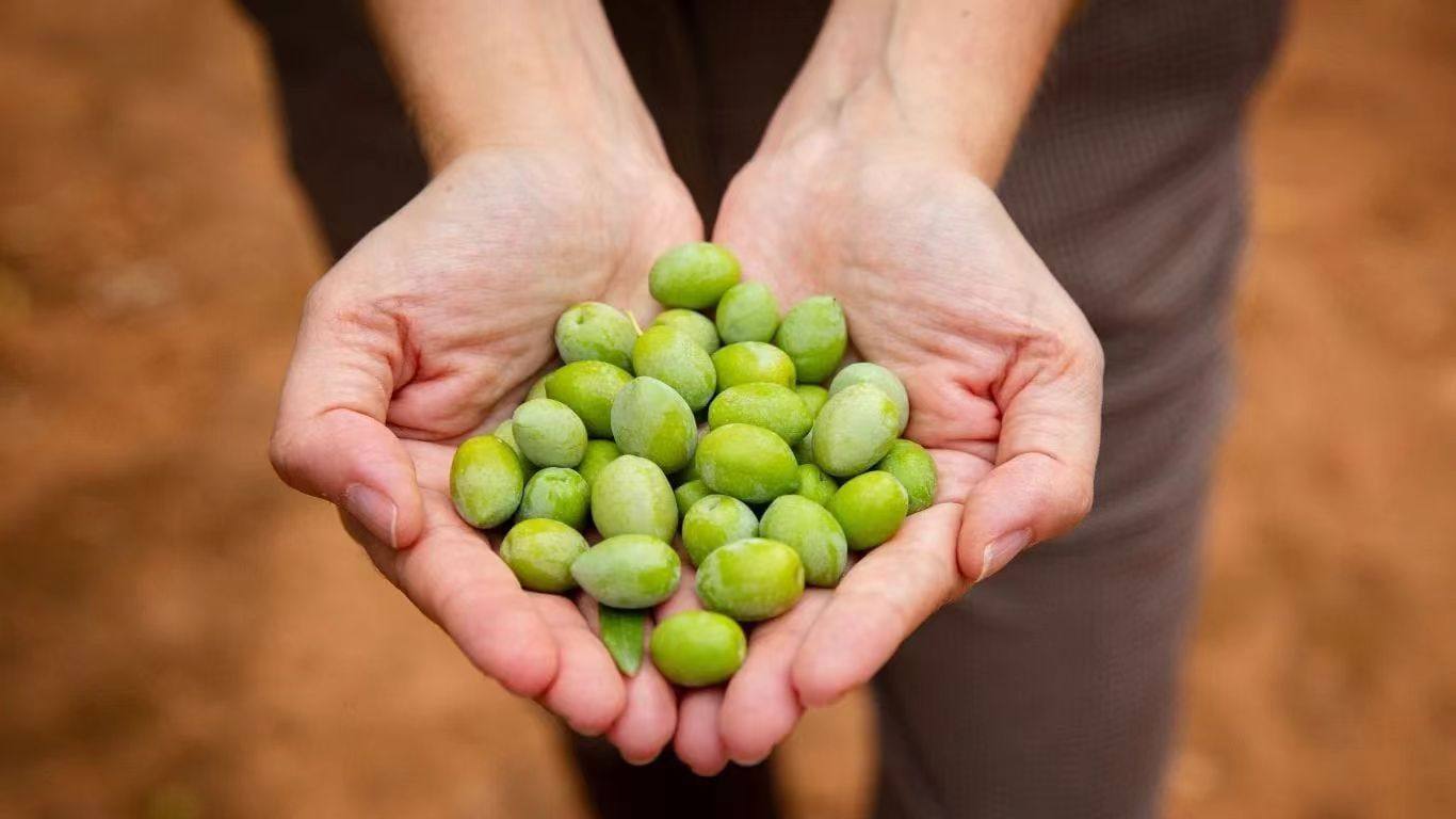 Green olives at early harvest
