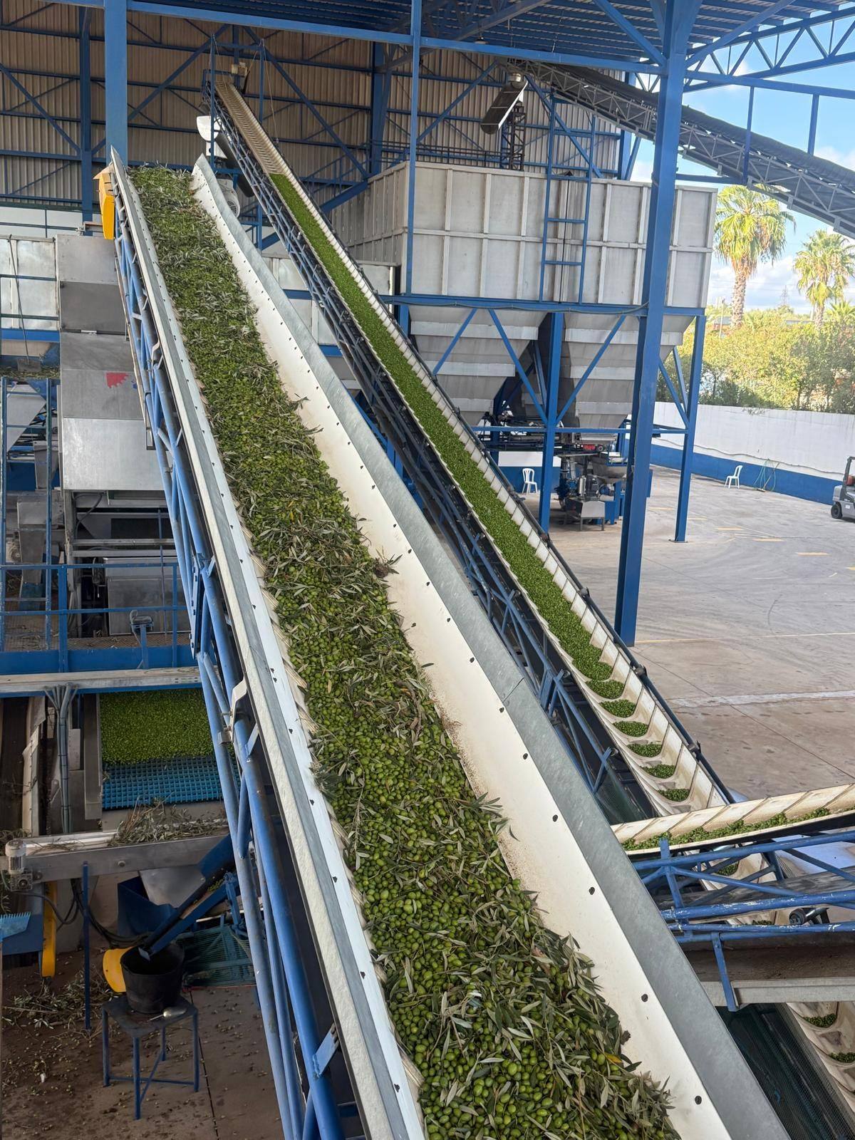 Olives carried straight to the mill